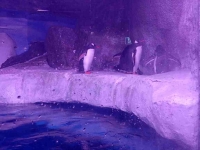 Gentoo Penguins on Ice