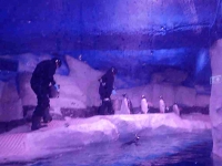 Feeding the Gentoo Penguins