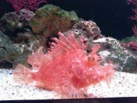 A Red Scorpionfish