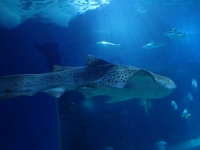 Leopard Shark