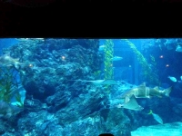 Rays