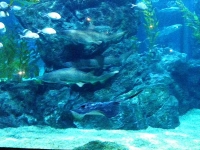 Sand Sharks