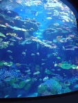 Tropical Ocean