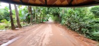 Dirt road in green tunnel