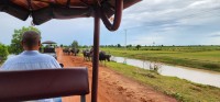 Cattle on the road