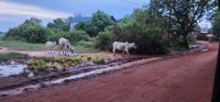 Cattle roaming free