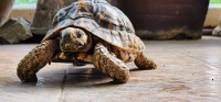 Houdini the Tortoise