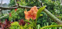 Orange Orchid
