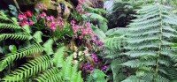 Small Orchid Flowers