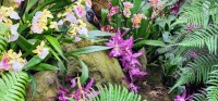 White and Purple Orchids