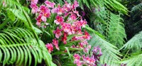 Pink Orchids
