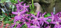 Purple Star Orchids