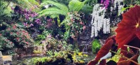 Waterfall and Waterfall of Ochids