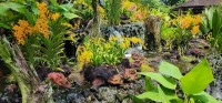 Small Blossems