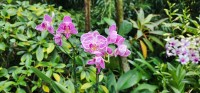 Pink Variegated Orchids