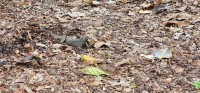 Monitor Lizard