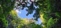 Vegetation Overhead