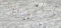 Mudskippers and Crabs.