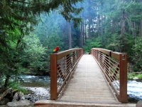 Bridge and Bird