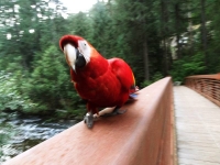 Bird on the bridge