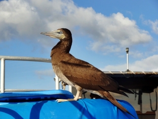 Booby bird