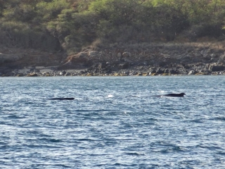 A Humpback mom and calf