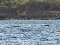 A Humpback mom and calf